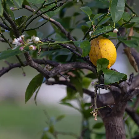 Relais Parco Del Subasio Piano Delle Pieve