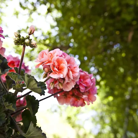 Relais Parco Del Subasio Piano Delle Pieve