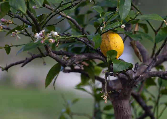 Relais Parco Del Subasio Piano Delle Pieve