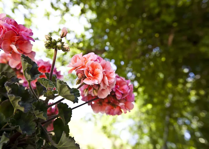 Relais Parco Del Subasio Piano Delle Pieve